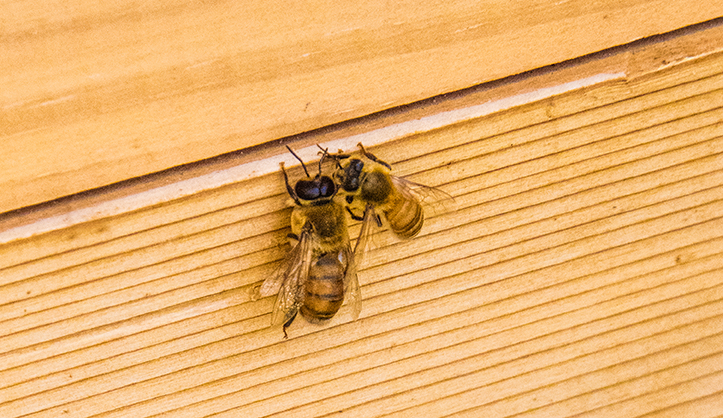 Something about the life of bees and the church