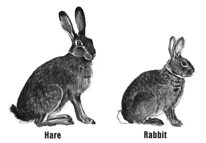 Hare Vs Rabbit What S The Difference Writing Explained - Mobile Gradient Images for Desktop