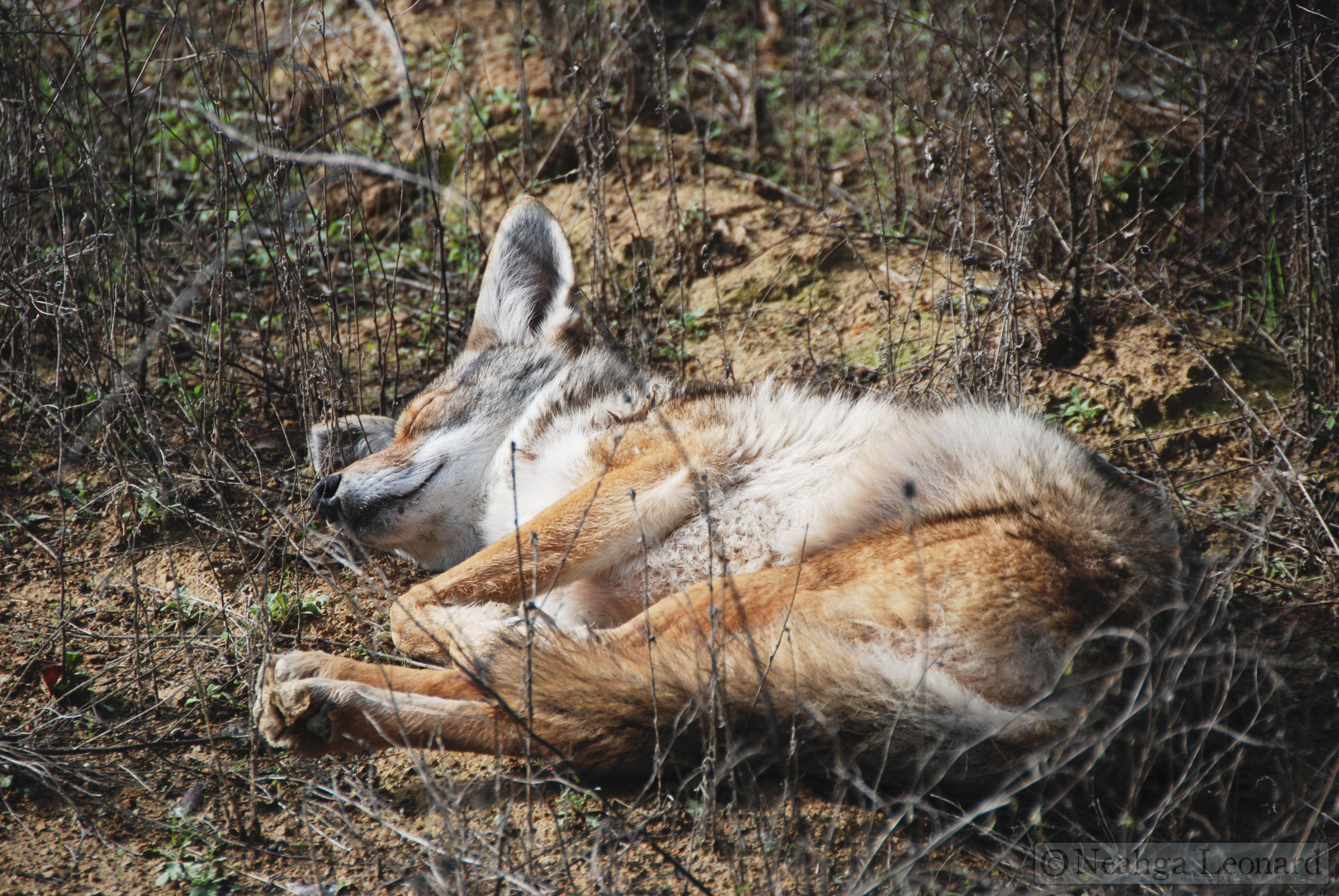sleeping coyote 008 – Writing for Nature