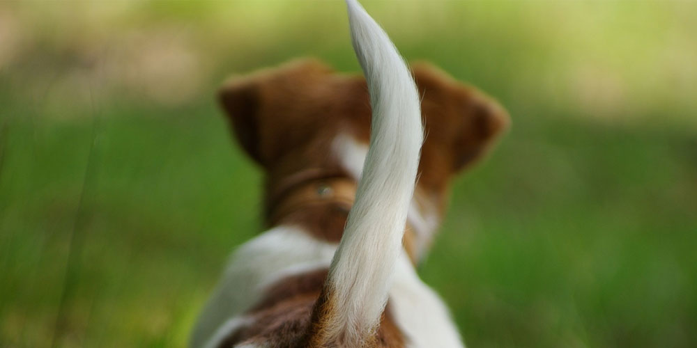 Butt Tails