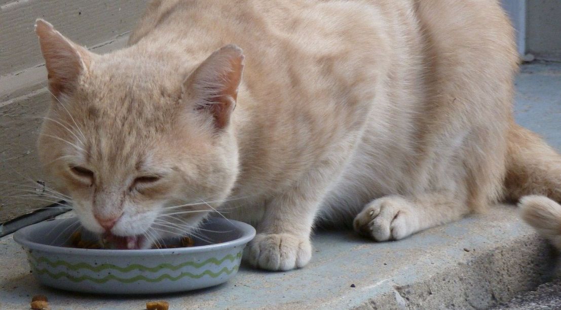 do you dare to ask - wsava on pet nutrition alliance dare to ask