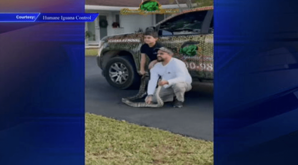 Burmese python spotted and removed from a SW Miami-Dade neighborhood – WSVN 7News | Miami News, Weather, Sports | Fort Lauderdale