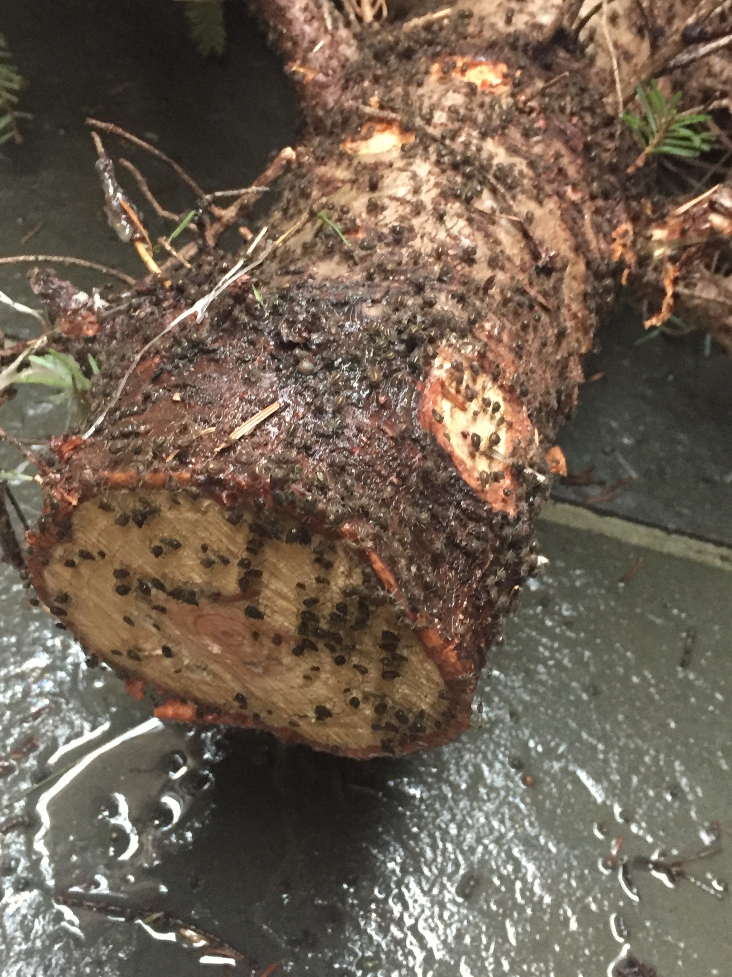 My Christmas Tree Was Infested With Bugs And It Was Still A Great Holiday Real Simple