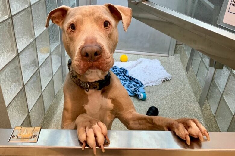 pet of the week 2019 pets wtop news on craigslist baltimore county pets