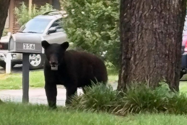 Black Bears in Maryland: Tips for Safe Encounters (2026)