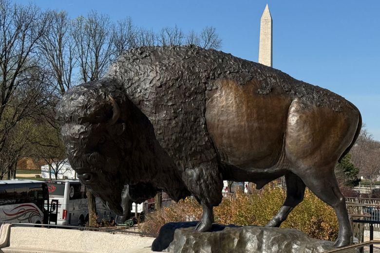 Giant Bison Statues Unveiled at Smithsonian Museum of Natural History (2026)
