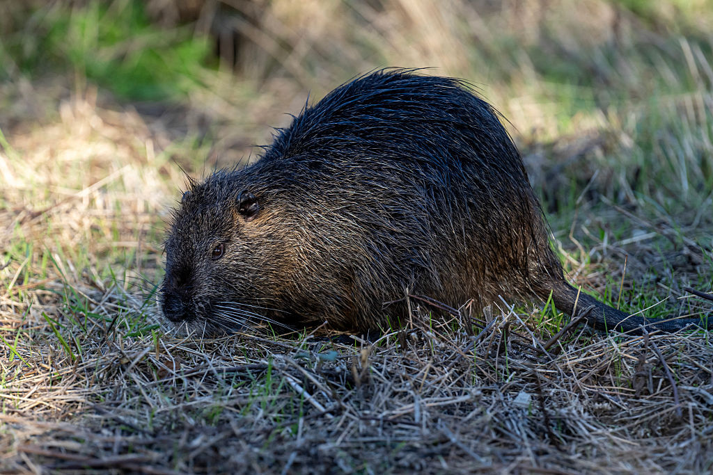 Rabid Beaver Attacks in Maryland State Park: What You Need to Know (2026)
