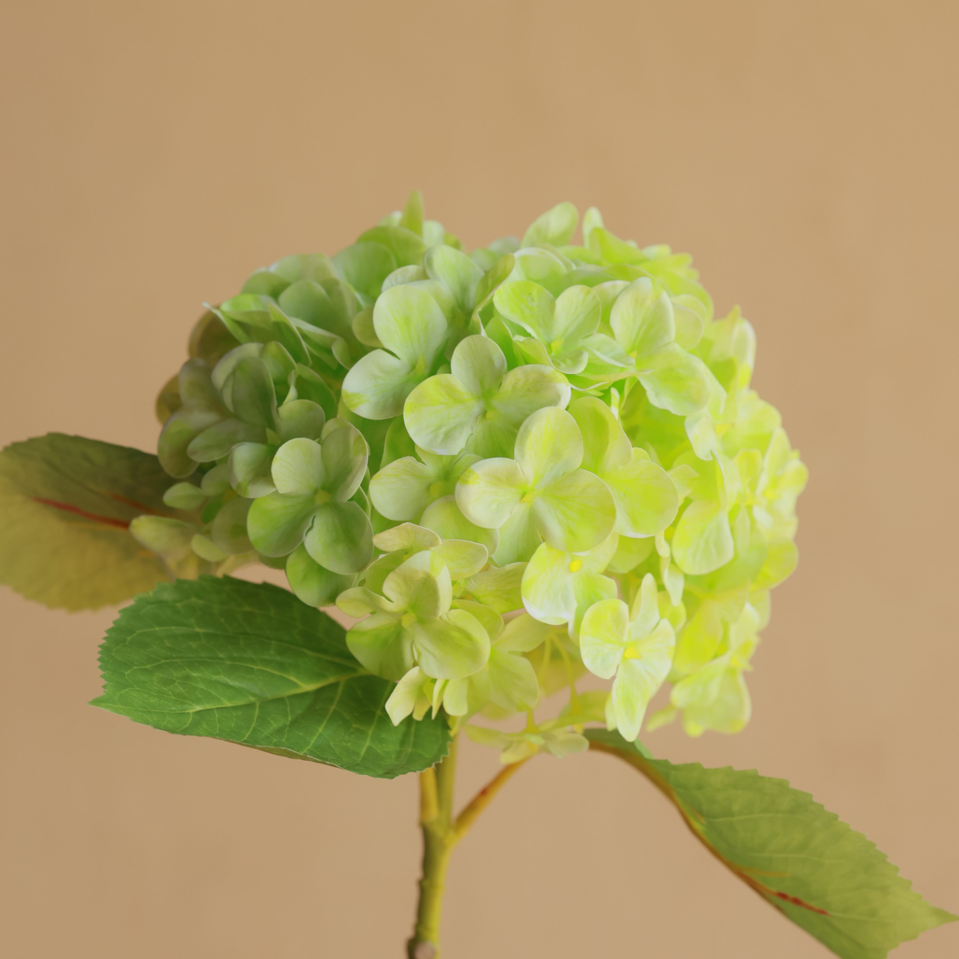 HYDRANGEA GREEN - Wudapple