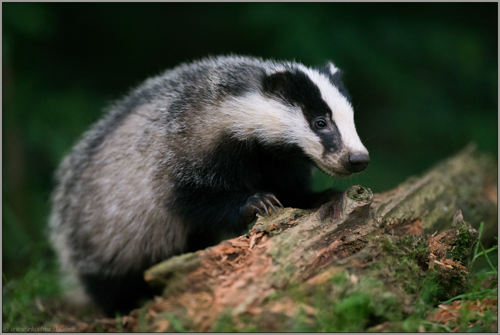 Naturdetektive Fur Kinder Www Naturdetektive De Dachs