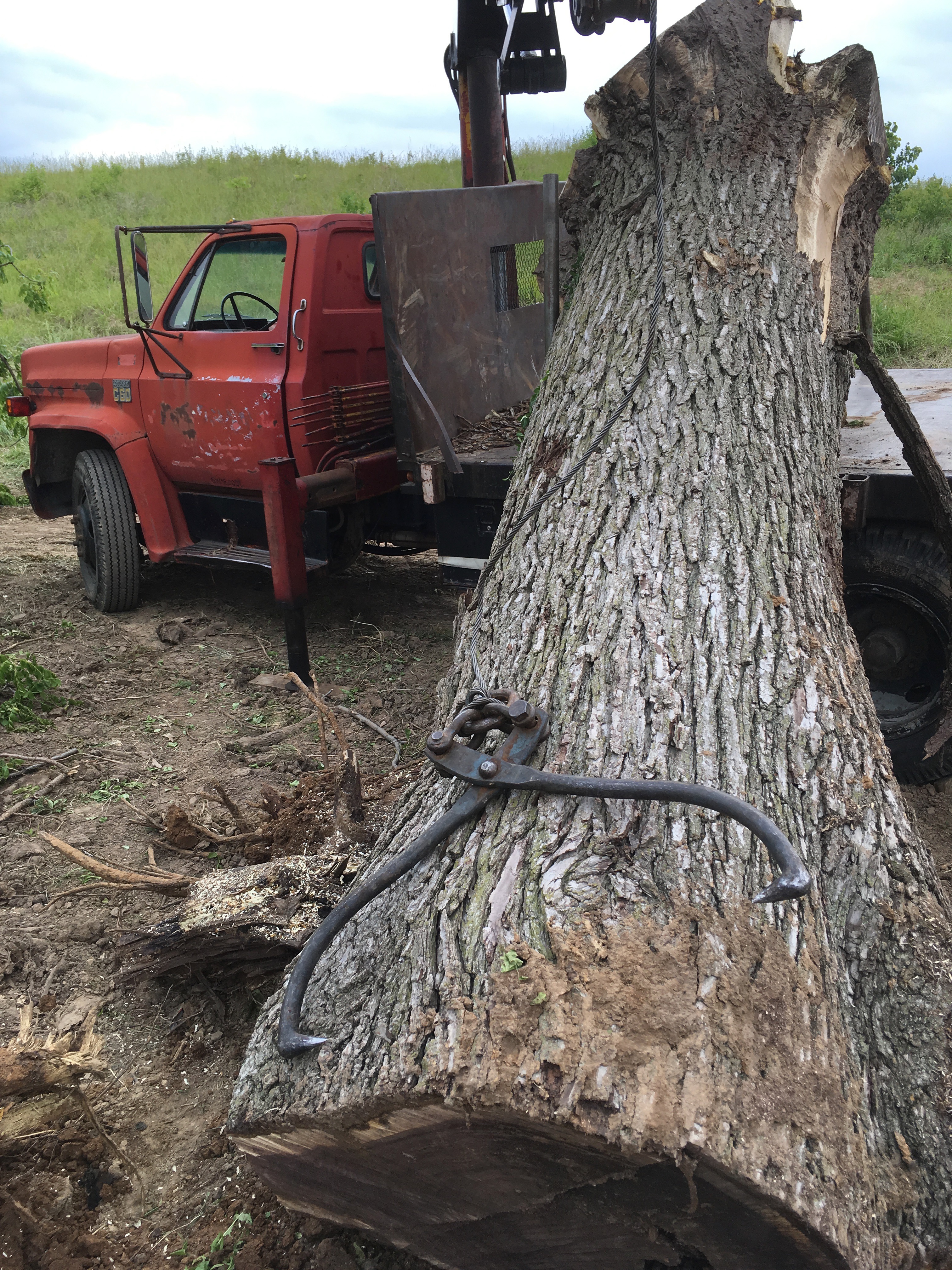 Planting Black Walnut Trees Organic Gardening Mother Earth News