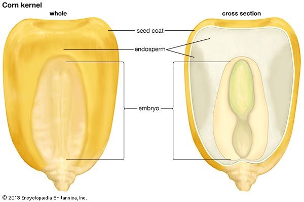 corn kernel anatomy