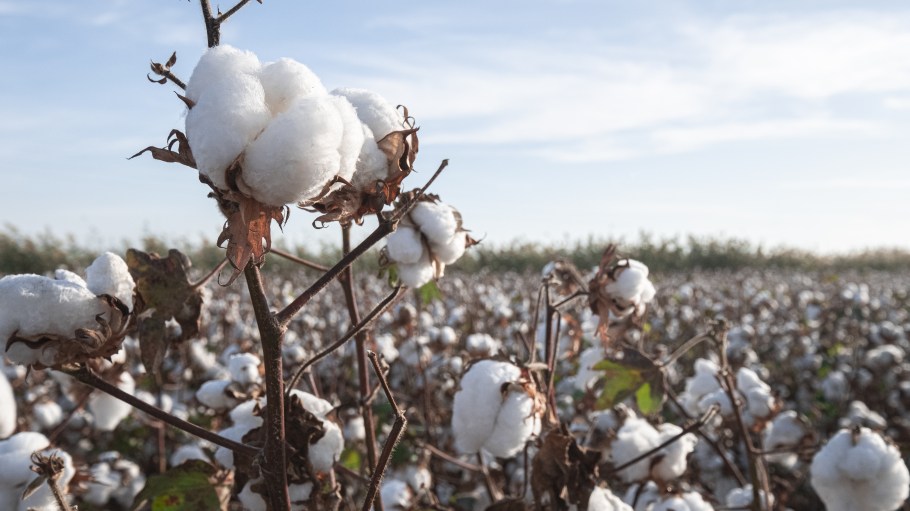 Cotton on offers trendy styles in tops, tanks, shorts, and accessories for young men and women. Did Xinjiang Cotton Crisis Up Stakes For Traceability Wwd