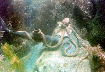 The latest trend to debate is wh. 20,000 Leagues Under the Sea - The Ride