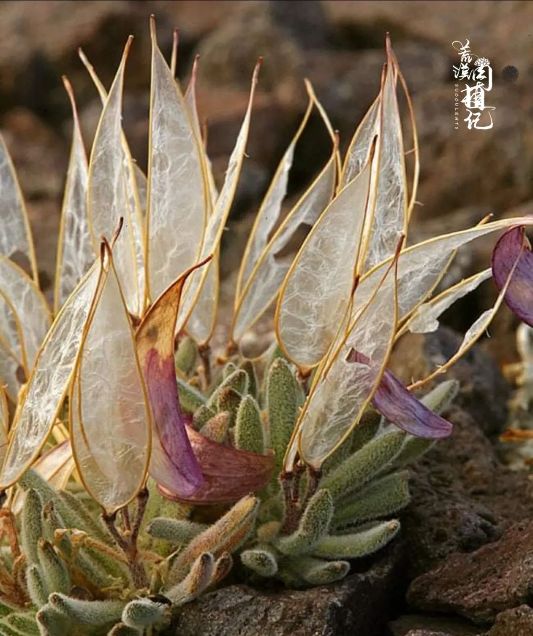 Las plantas tienen sus alas de ángel: Conoce las anelsonia eurycarpa 6 640-173