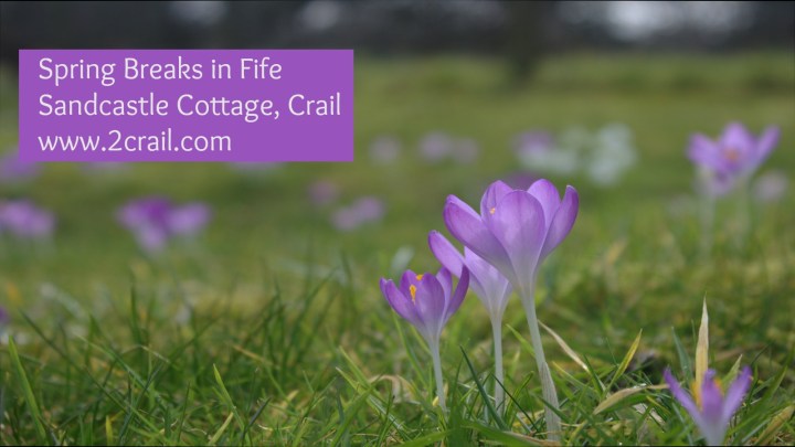 Spring Breaks in Crail