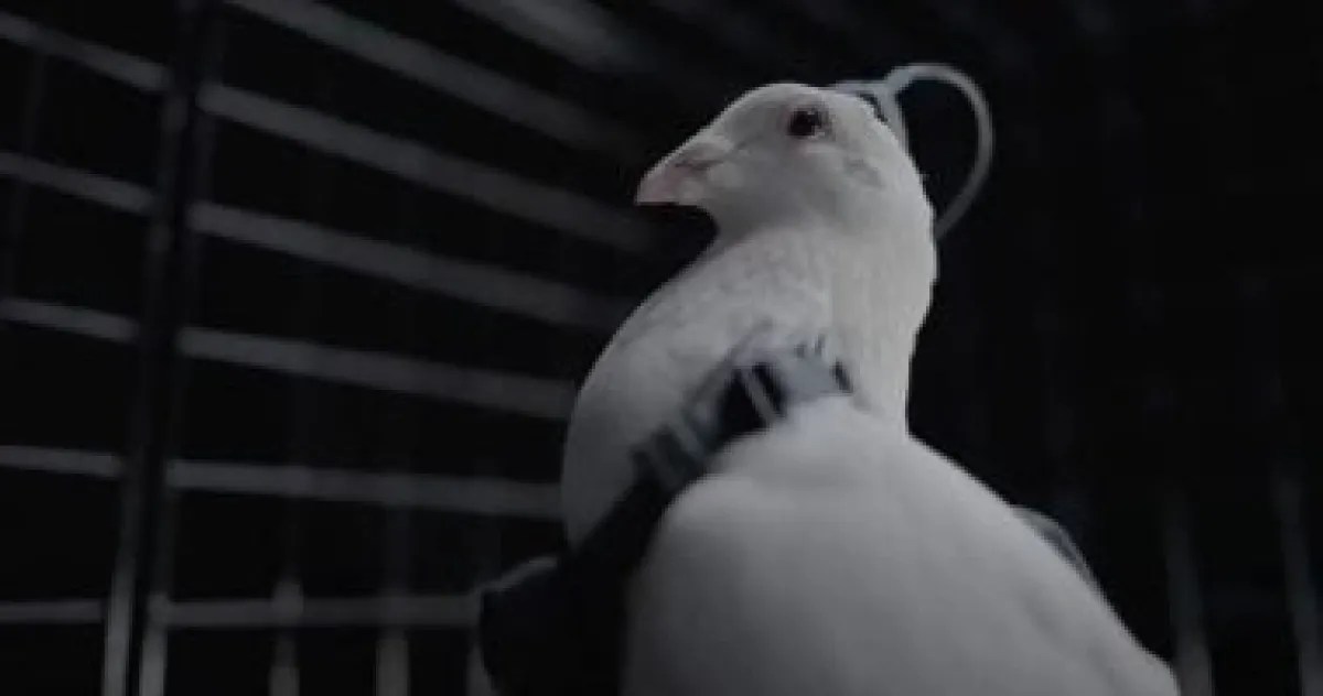 شركة روسية تروج لاستخدام غرسات دماغية لتحويل الحمام إلى درونز مراقبة