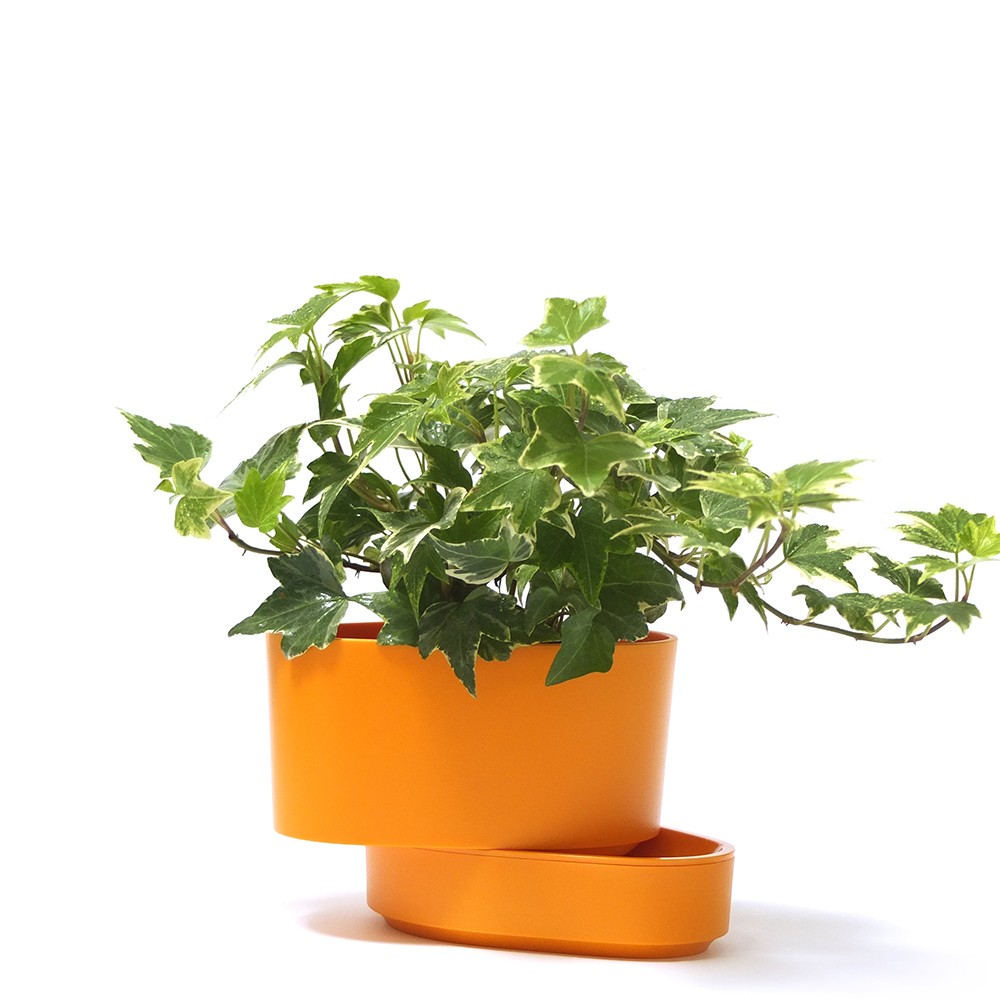 水耕植物盆栽哪裡買水耕盆栽 Qztay