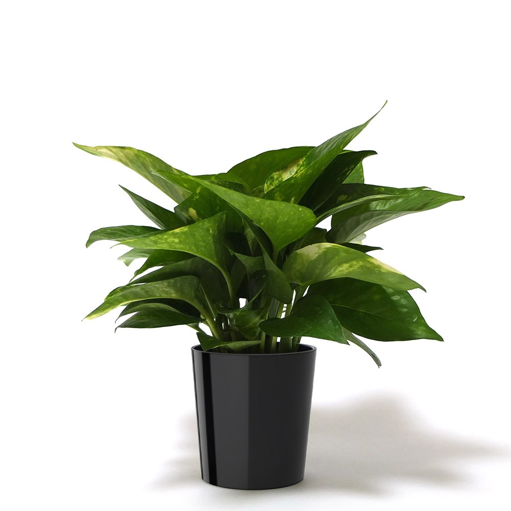 黃金葛黃金葛 Yxhsa