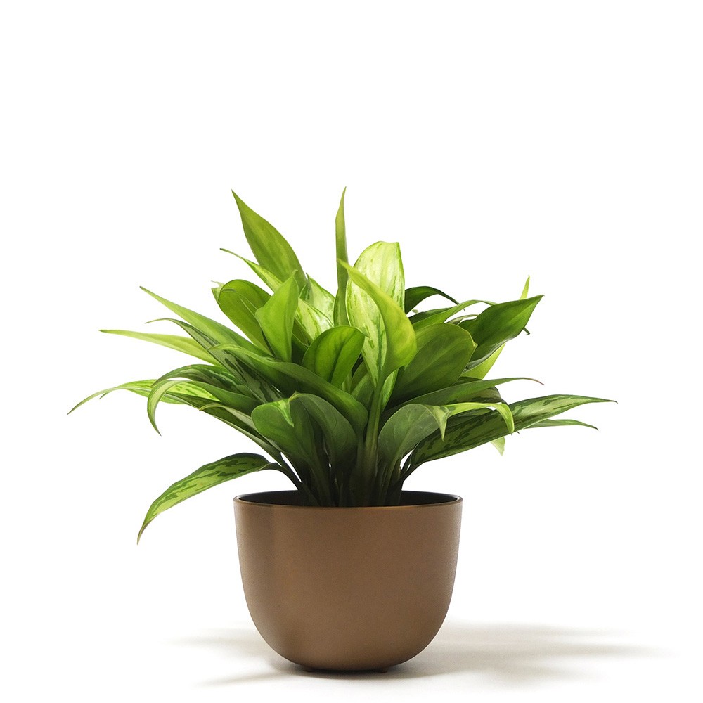 盆栽土壤何謂理想的盆栽種植土壤 Rlnew