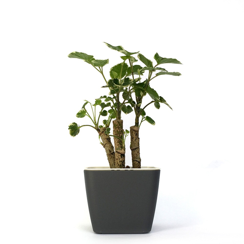 水耕植物盆栽哪裡買水耕盆栽 Qztay