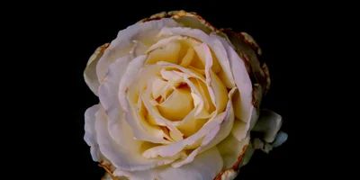 Git How To Add Multiple Authors To A Commit 30 Seconds Of Code - Premium Dark Texture Gallery - 8K