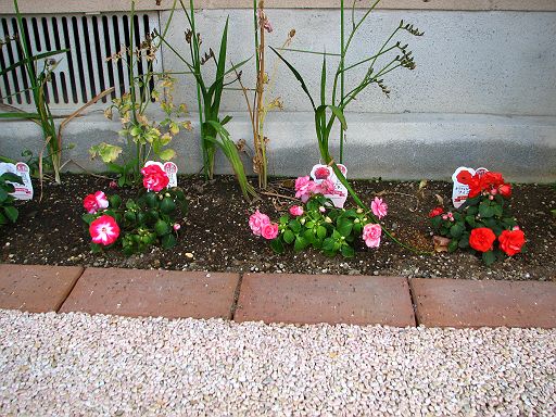 最近の花壇 千景万色 富士山写真サイト