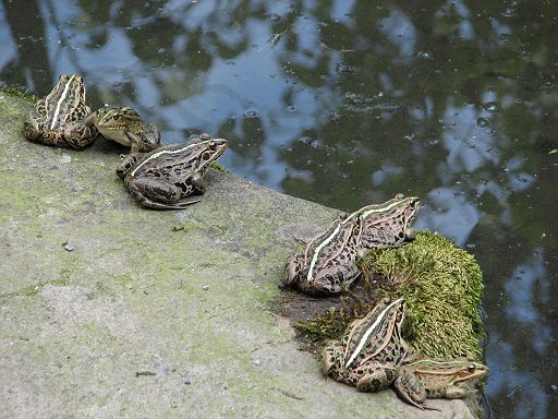 カエル三昧 | 千景万色／富士山写真サイト