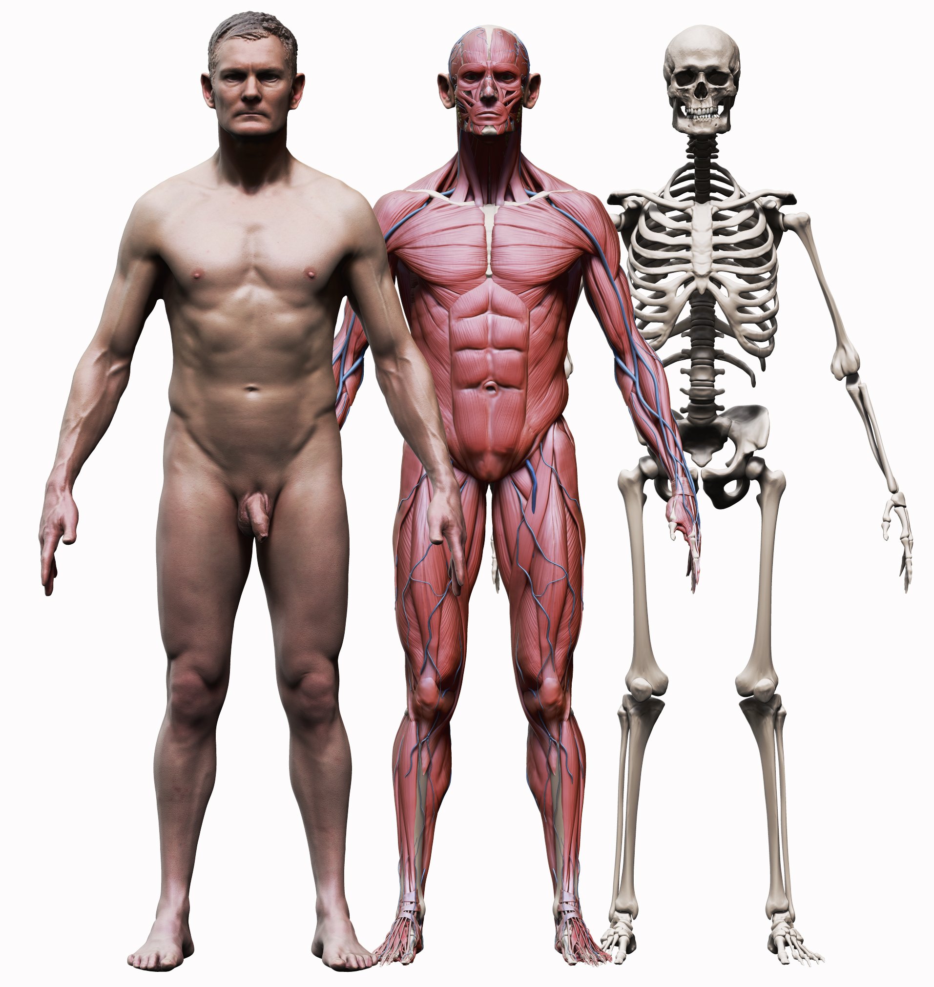 Male And Female Ecorche 3d Model Set