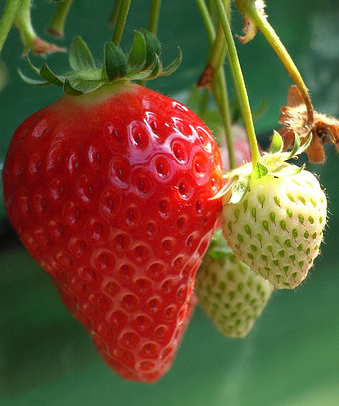 黒ずみによるいちご鼻をきれいに治す方法！洗顔、綿棒、オリーブオイル？？