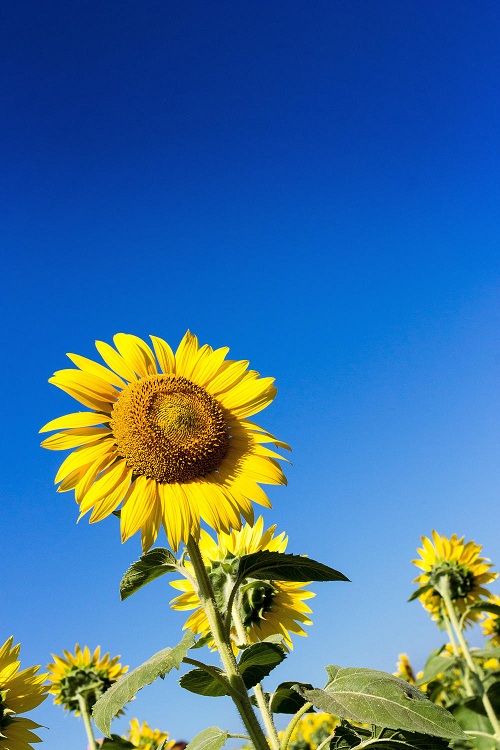 紫外線対策は食べ物で！日焼け止め用サプリメントも人気です。