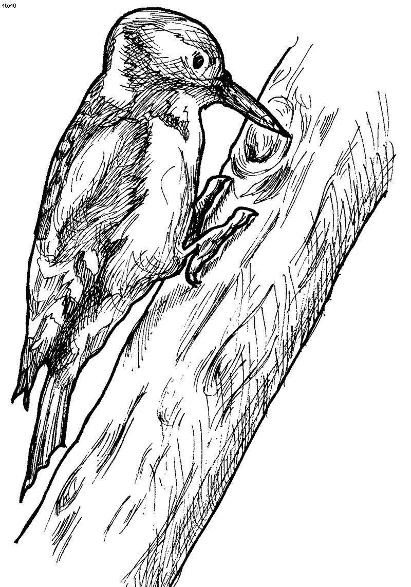 Set off fireworks to wish amer. Woodpecker Coloring Page Kids Portal For Parents