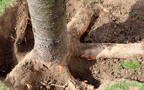 How To Kill A Tree Stump Without Poisonous Chemicals Deep Green Permaculture