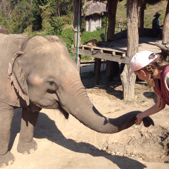 Anna feeding an elephant