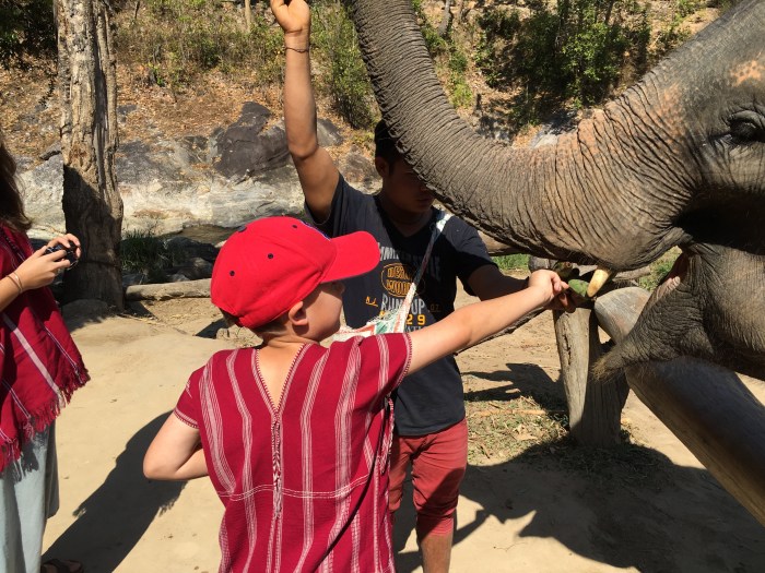 Evan feeding an elephant
