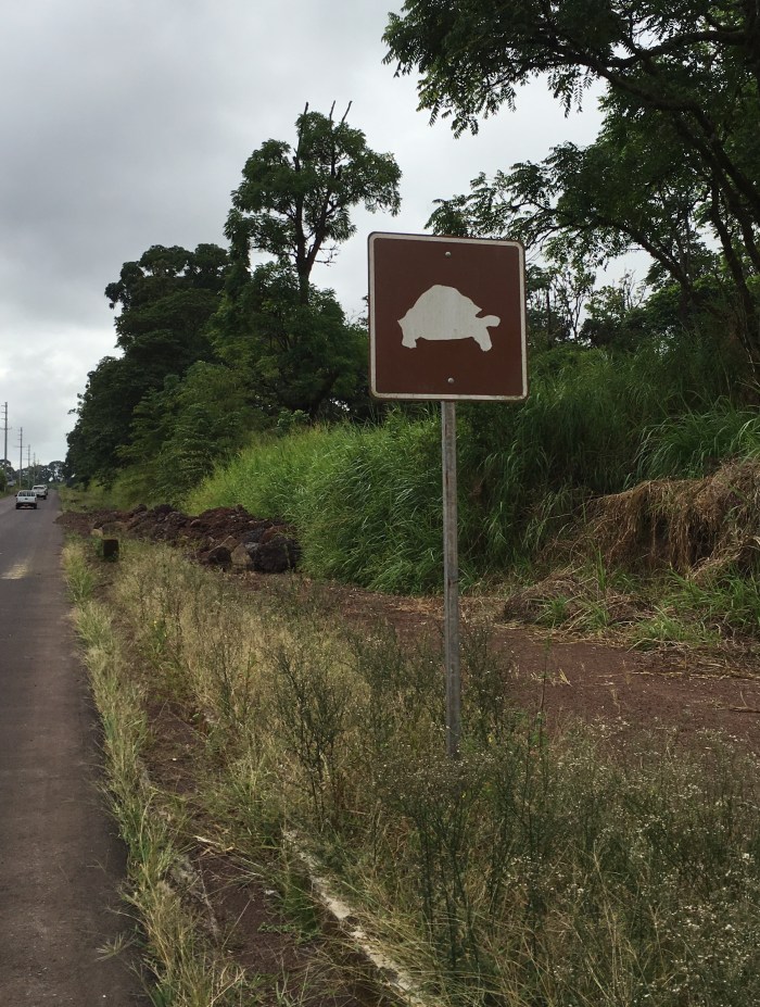How cool is that? On our way to visit turtles, we need to be careful not to run them over.