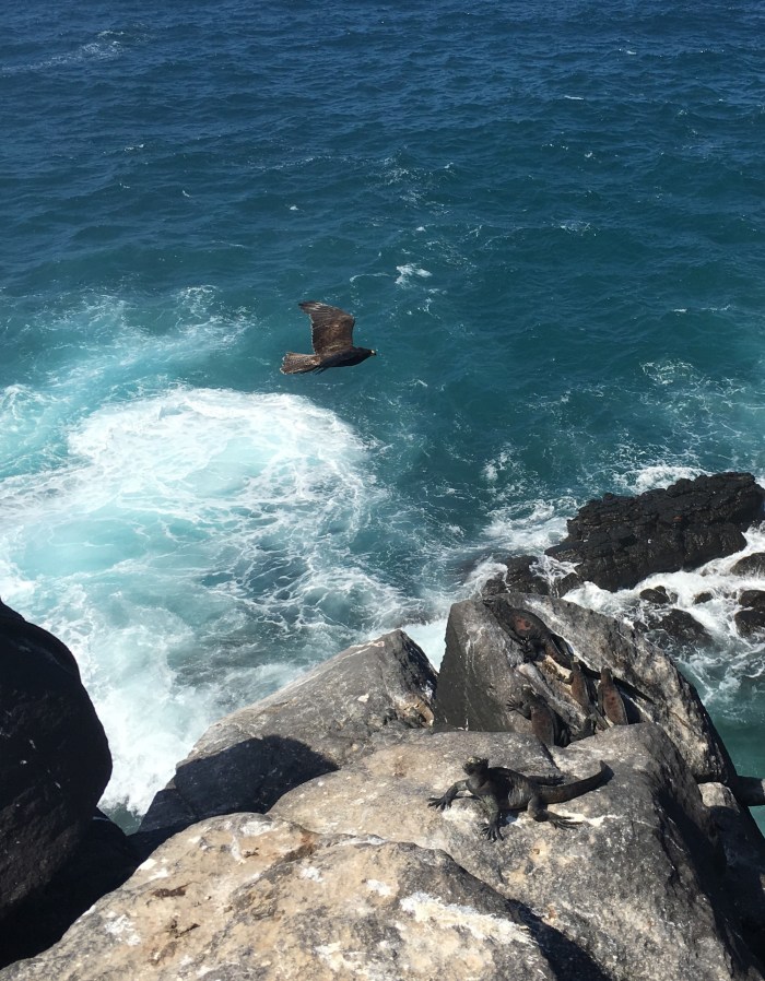 Galapagos hawk, the largest predator in the Islands