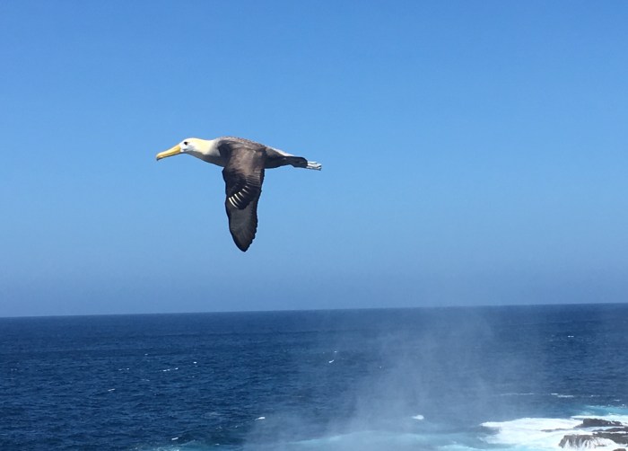 The waved albatross in flight over a blow hole on Espanola island