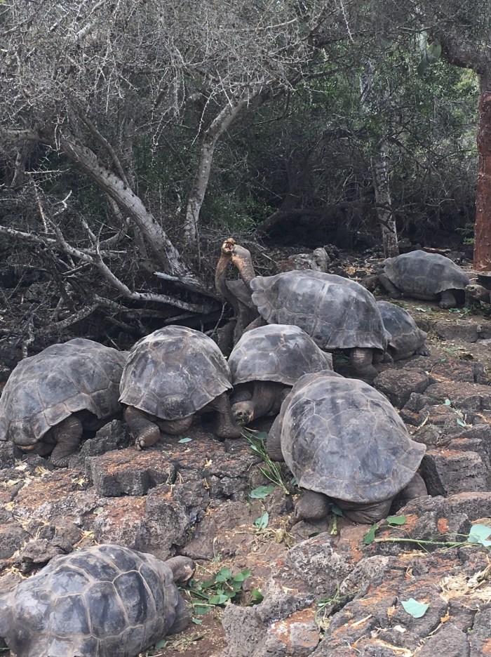 Feeding time and the one with his neck up is about to assert himself with the others