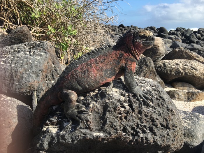 My personal favorite! The Espanola marine iguana. Only on Espanola can you find them with red-green-black coloring.