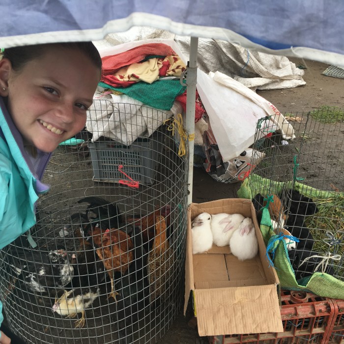 Anna marvels at the variety of animals being sold here (from left: ducks and chickens, bunnies, guinea pigs. 