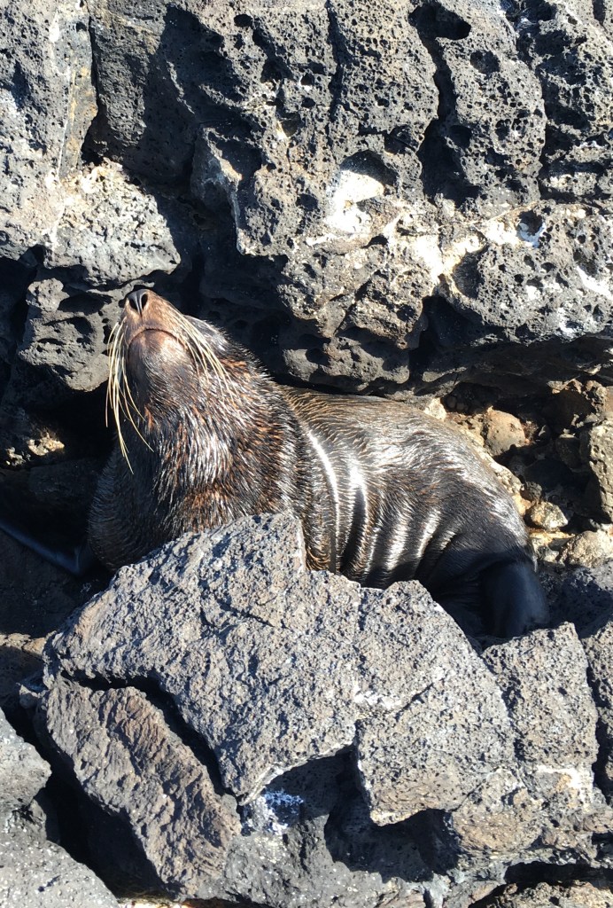 A sea lion, different from the Galapagos sea lion. These guys are from Antarctica and have more fat and fur