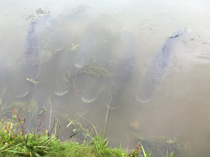 The arapaima river fish gathering around us. They hope we have food for them.