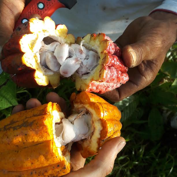 fruit