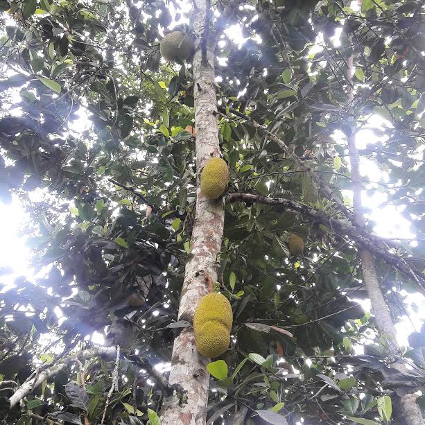 jackfruit