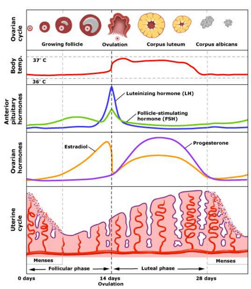 Perimenopause and period changes Prnso