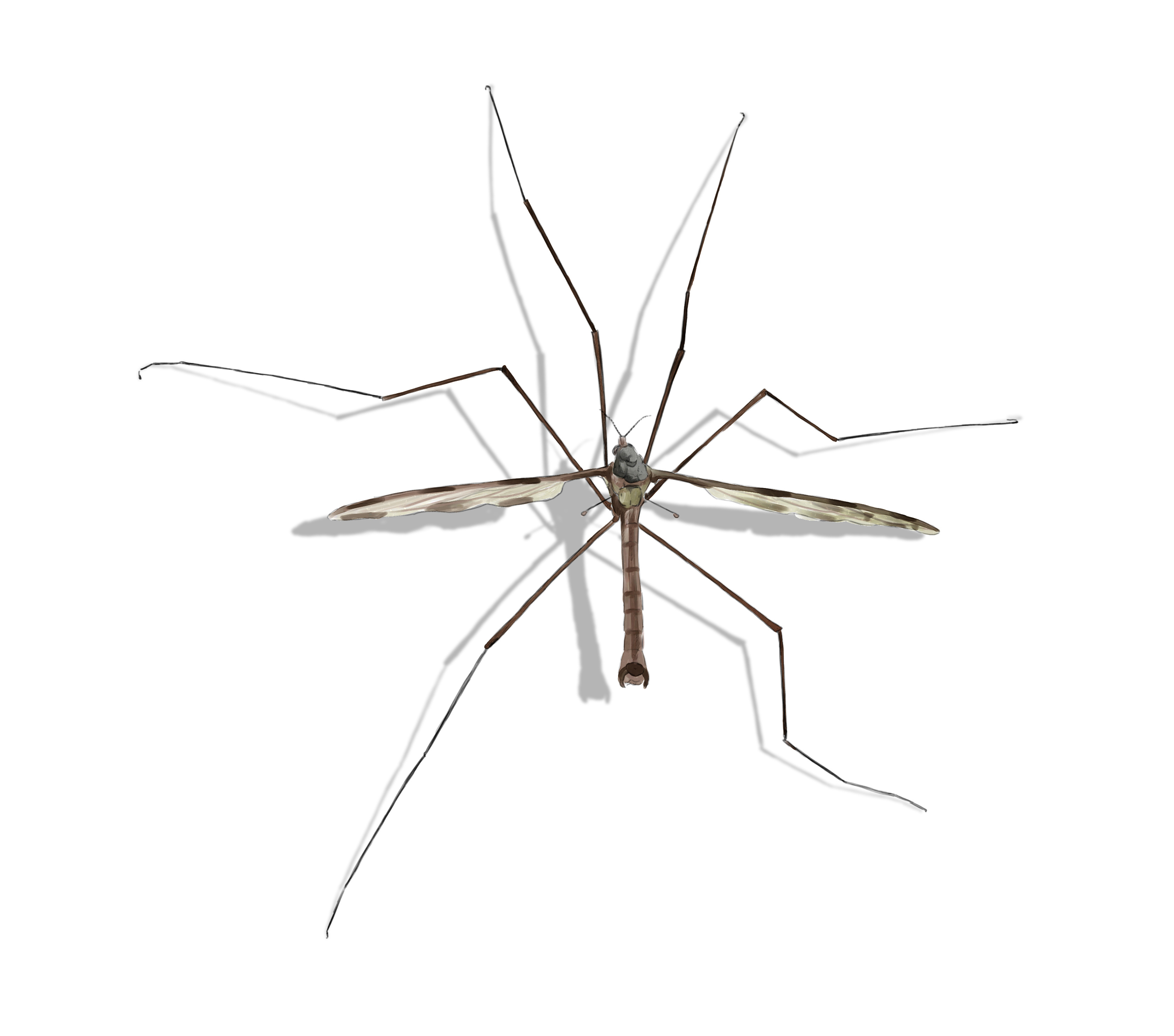 They thrive on your blood and blood from your pets, and they can hide in the tiniest of spots. Mosquito Eater Facts You Should Know | AAI Pest Control
