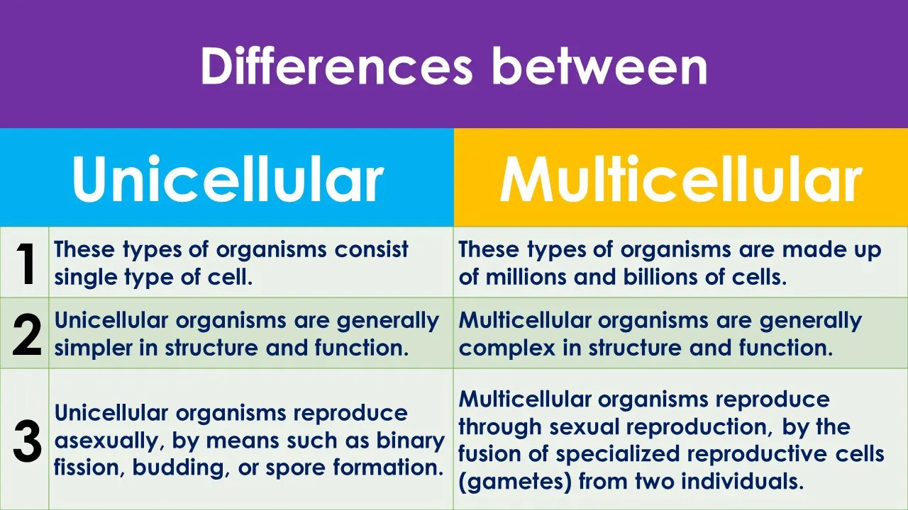 Differences between unicellular and multicellular organism