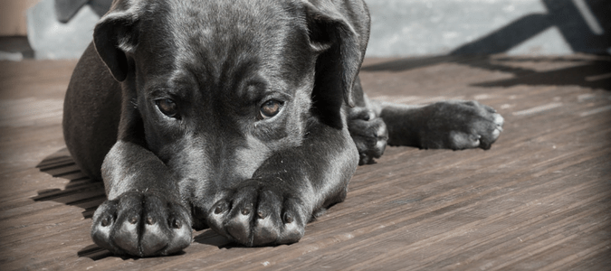 It is quite common for a puppy to bark a lot. Home Remedies For Dog Fleas To Protect Your Pet Abc Blog