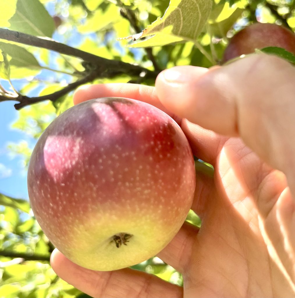Picking an apple like picking mercy
