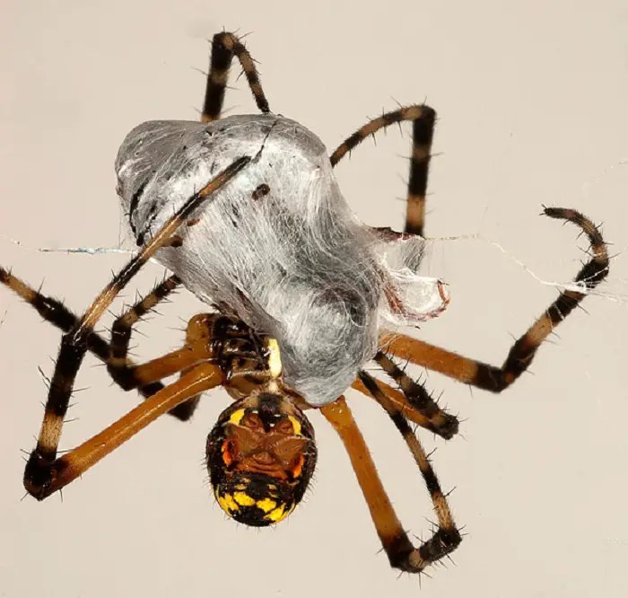 5 Best Spider Bombs Review 2021 Which To Choose Insect Hobist For indoor use instead of fogging we recommend spraying a residual insecticide such as Cy-Kick CS into the cracks and crevices around door and window frames baseboards under appliances and in places where cables pipes and wires enter through the walls. 5 Best Spider Bombs Review 2021 Which To Choose Insect Hobist Any spiders that are exposed at the time of the fogging will be eliminated but that is it.